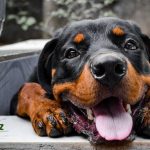 lo rottweiler son amigables