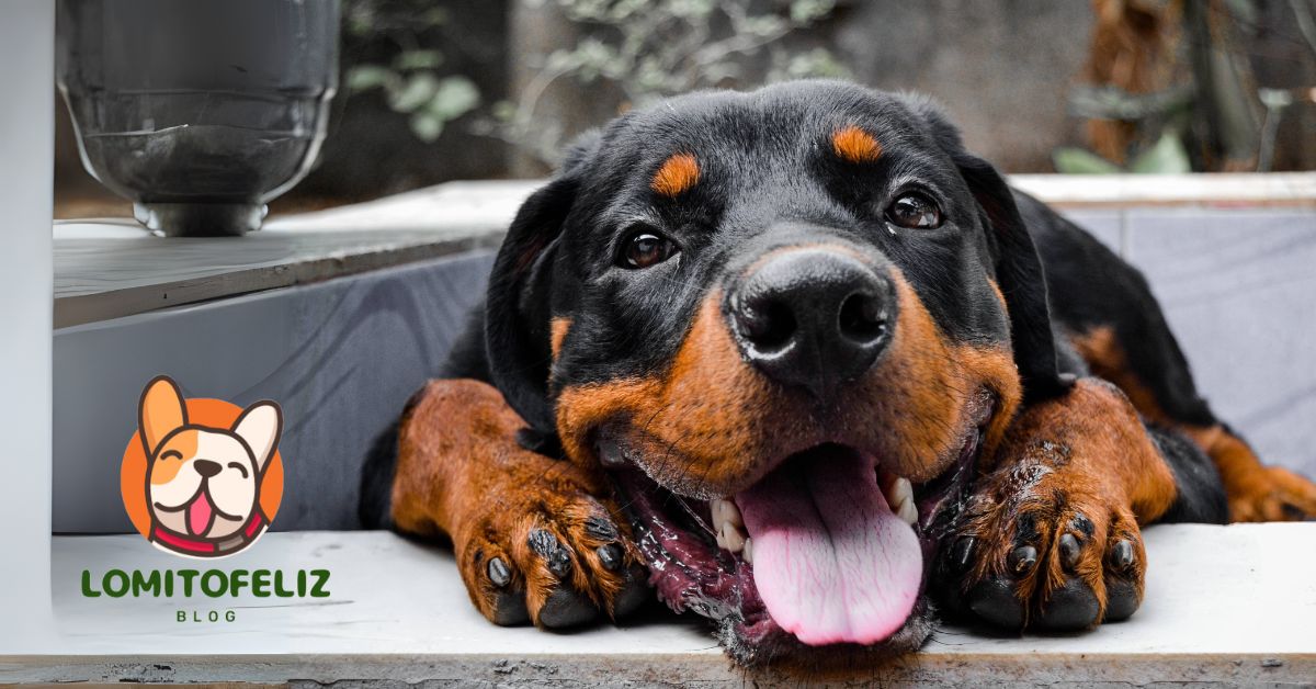 lo rottweiler son amigables